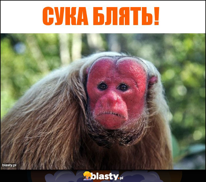 сука блять! сука блять!