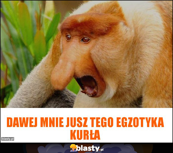 Dawej mnie jusz tego egzotyka kurła Dawej mnie jusz tego egzotyka kurła