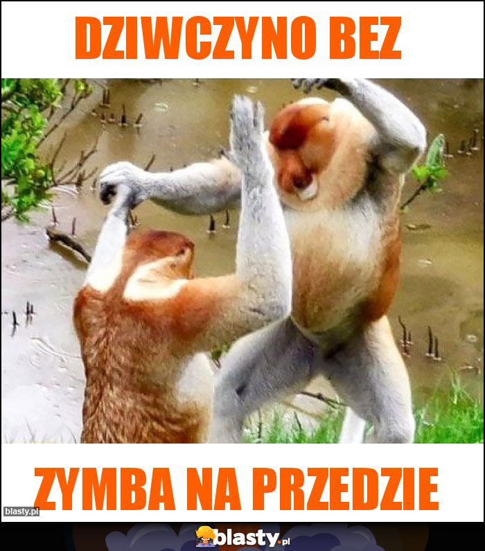 Dziwczyno bez Dziwczyno bez
