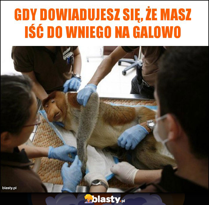 Gdy dowiadujesz się, że masz iść do wniego na galowo Gdy dowiadujesz się, że masz iść do wniego na galowo