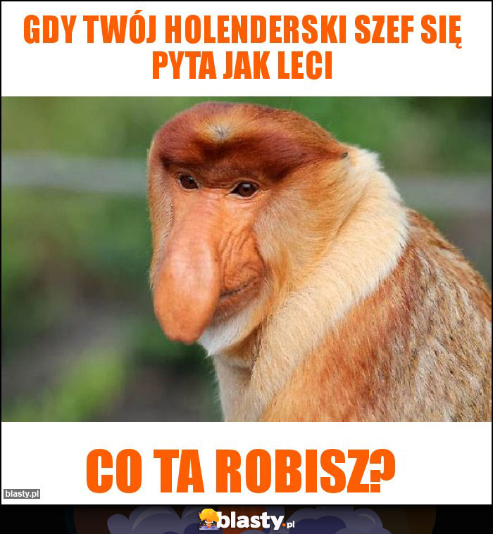 Gdy twój holenderski szef się pyta jak leci Gdy twój holenderski szef się pyta jak leci