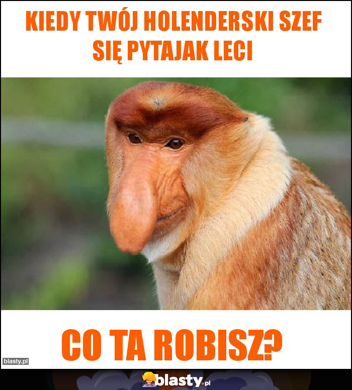 Kiedy twój holenderski szef się pytajak leci Kiedy twój holenderski szef się pytajak leci