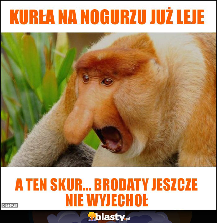 Kurła na nogurzu już leje Kurła na nogurzu już leje