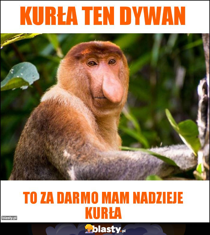 Kurła Ten dywan Kurła Ten dywan