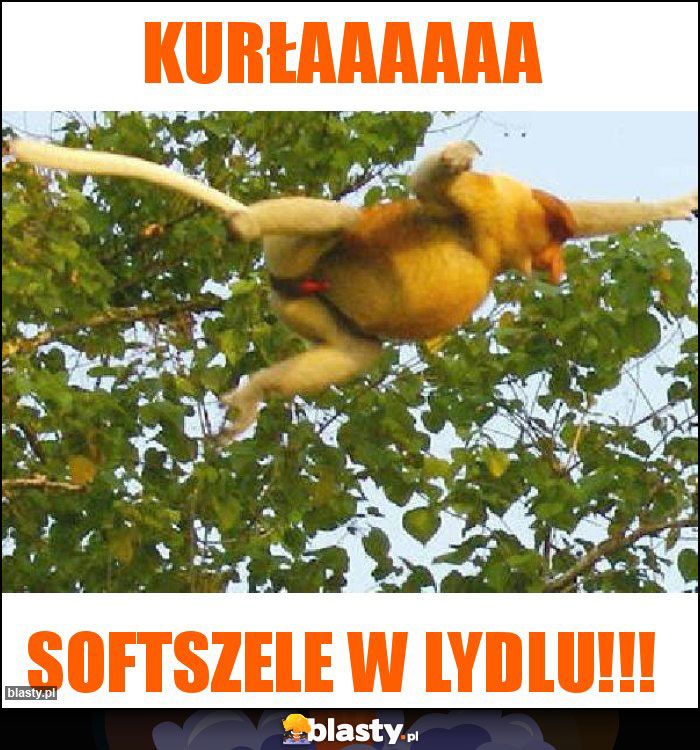 Kurłaaaaaa Kurłaaaaaa