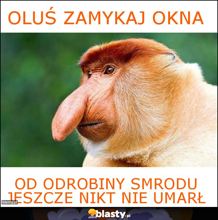 oluś zamykaj okna oluś zamykaj okna
