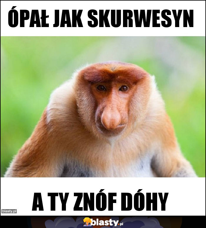 ópał jak skurwesyn ópał jak skurwesyn