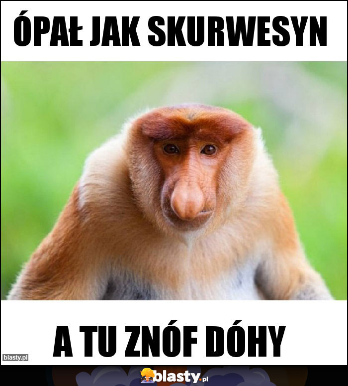 ópał jak skurwesyn ópał jak skurwesyn