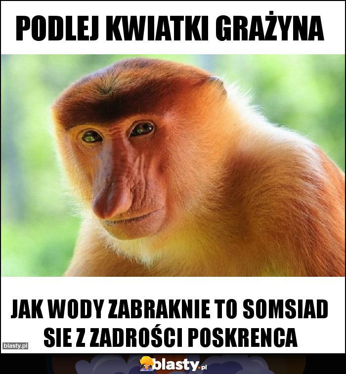 PODLEJ KWIATKI GRAŻYNA PODLEJ KWIATKI GRAŻYNA