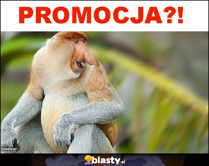 PROMOCJA?! PROMOCJA?!