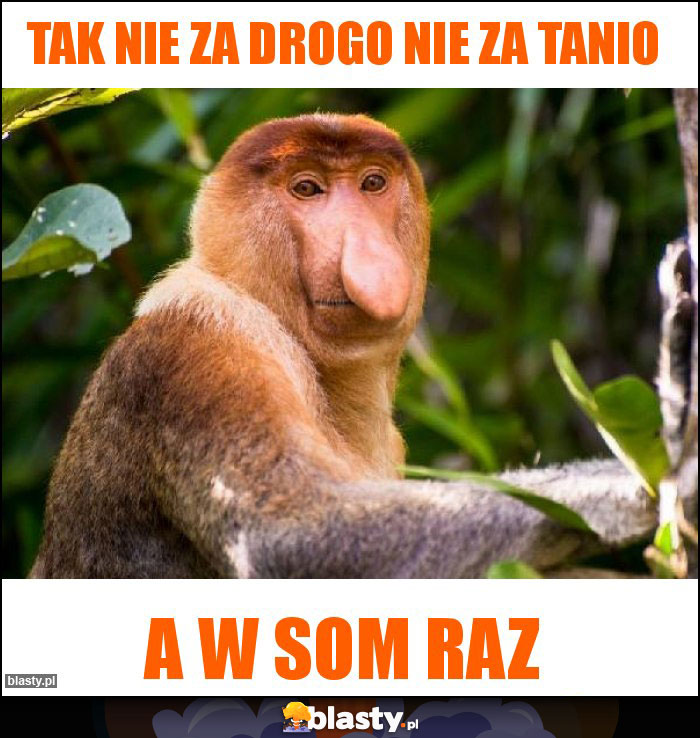 tak nie za drogo nie za tanio memy, gify i śmieszne obrazki ...