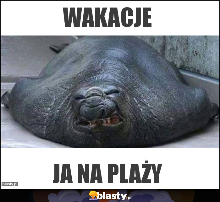 WAKACJE