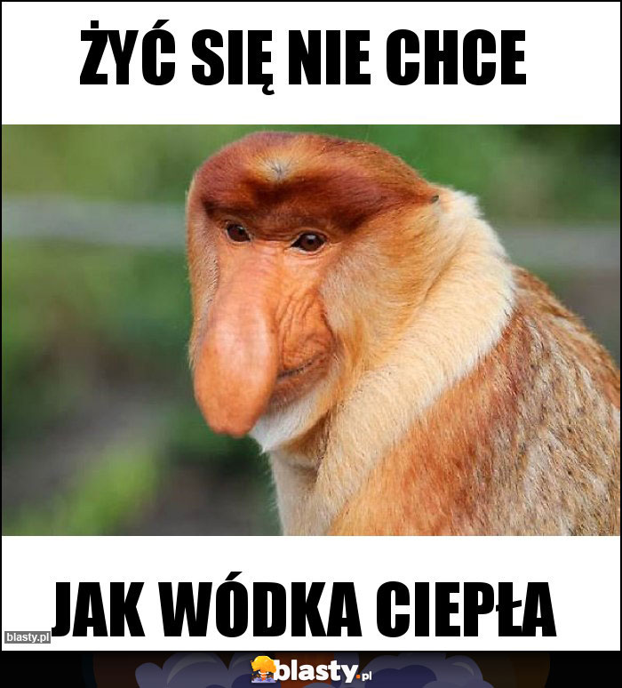 Żyć się nie chce Żyć się nie chce