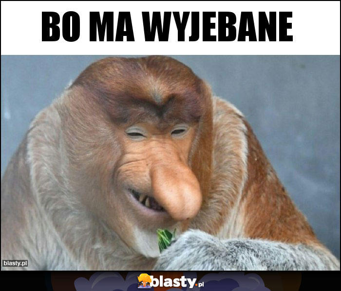 Bo ma Wyjebane Bo ma Wyjebane
