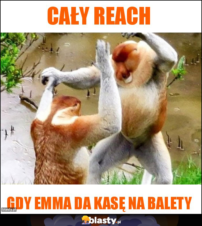 cały reach cały reach