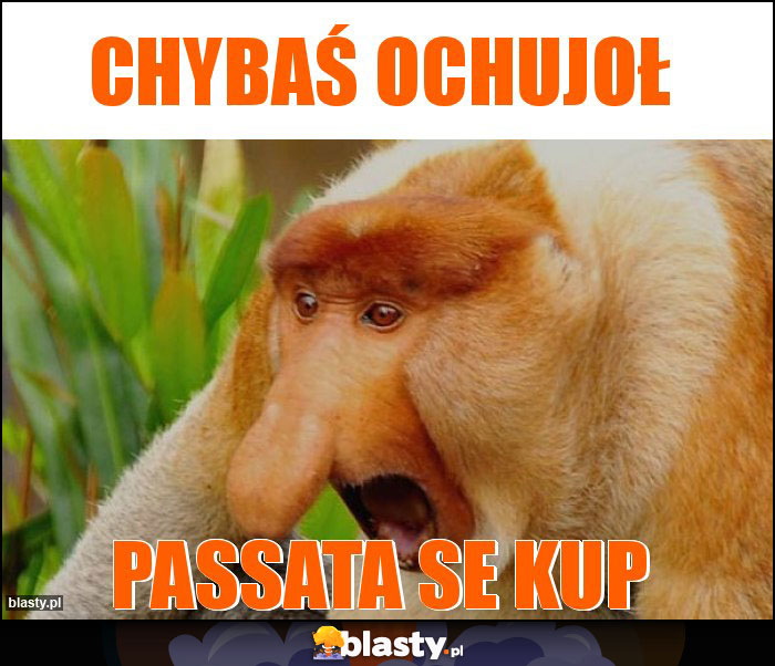 chybaś ochujoł chybaś ochujoł