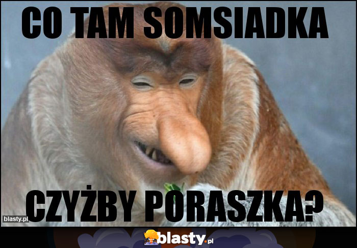 Co tam somsiadka Co tam somsiadka