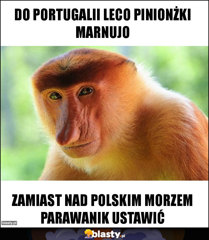 Do Portugalii leco pinionżki marnujo Do Portugalii leco pinionżki marnujo