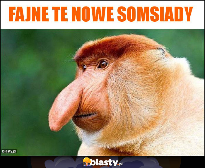 FAJNE TE NOWE SOMSIADY FAJNE TE NOWE SOMSIADY