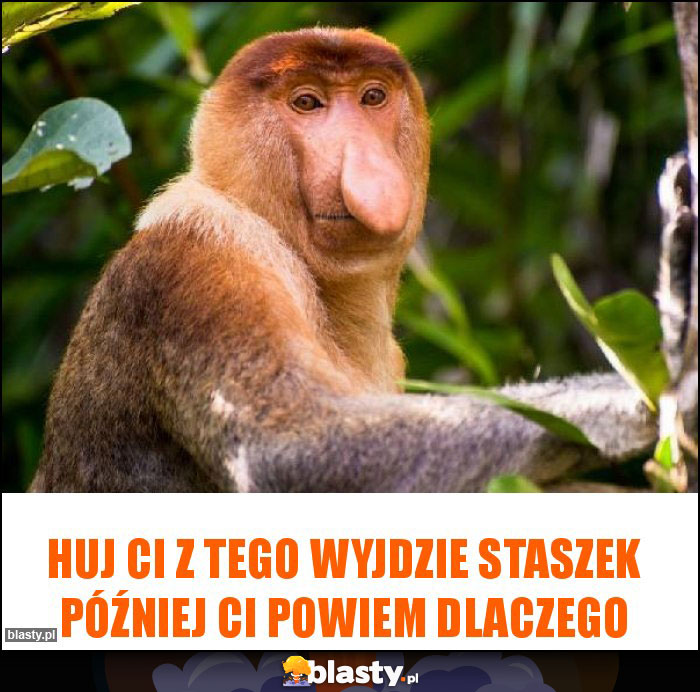 Huj ci z tego wyjdzie Staszek później ci powiem dlaczego Huj ci z tego wyjdzie Staszek później ci powiem dlaczego