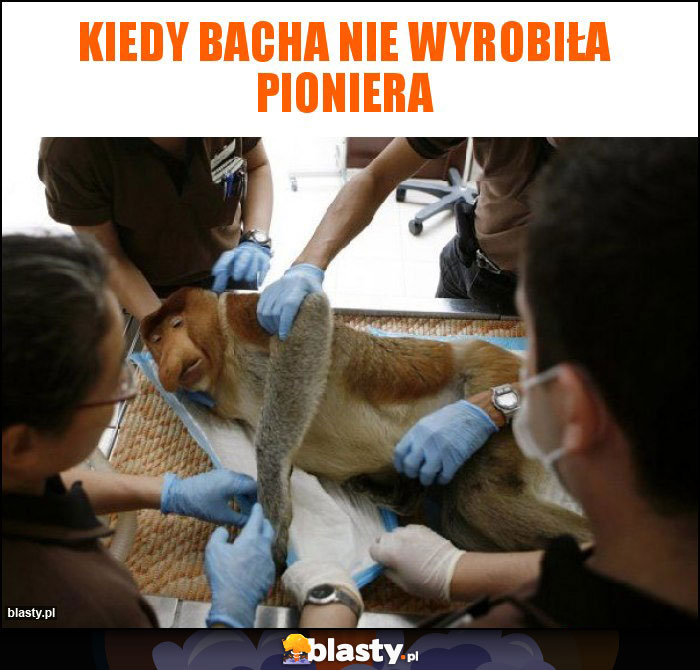 kiedy Bacha nie wyrobiła pioniera kiedy Bacha nie wyrobiła pioniera