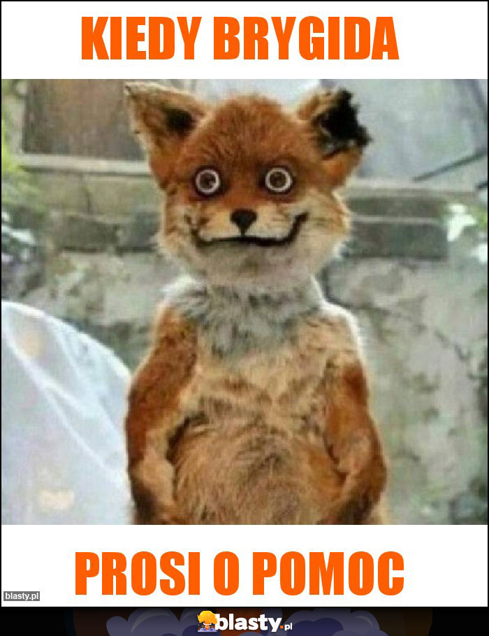kiedy Brygida kiedy Brygida