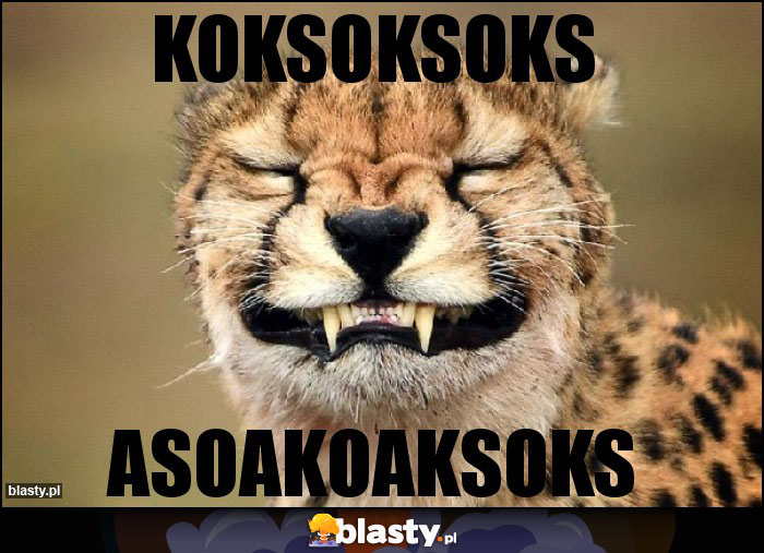 koksoksoks koksoksoks