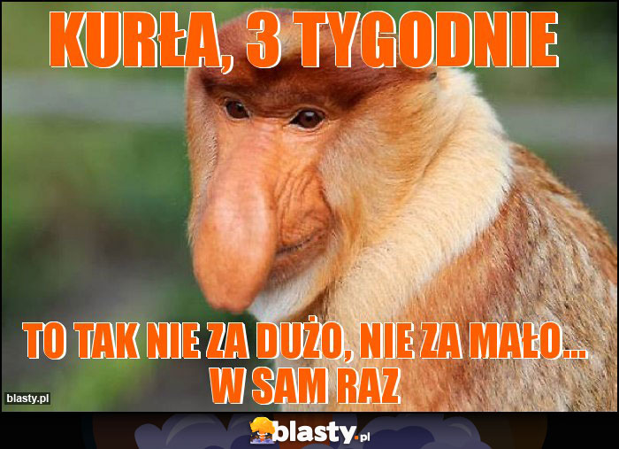 KURŁA, 3 TYGODNIE KURŁA, 3 TYGODNIE