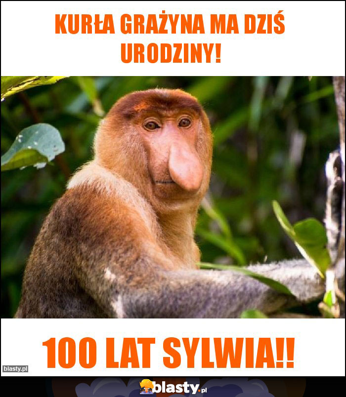 Kurła Grażyna ma dziś urodziny! Kurła Grażyna ma dziś urodziny!