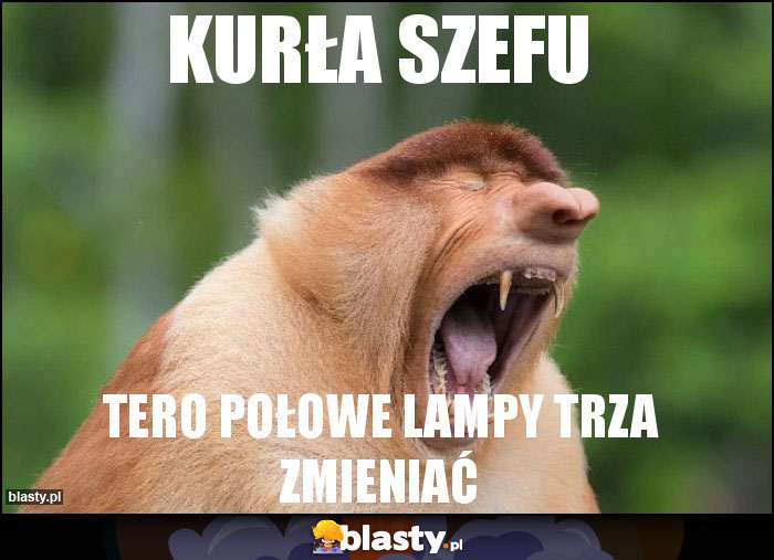 Kurła szefu Kurła szefu