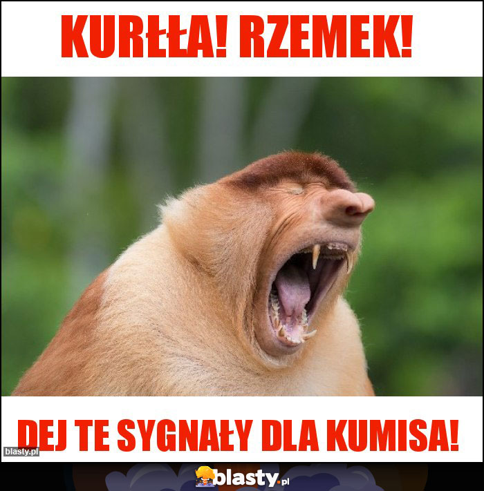 Kurłła! Rzemek! Kurłła! Rzemek!