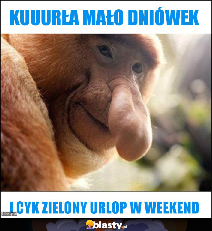 kuuurła mało dniówek kuuurła mało dniówek