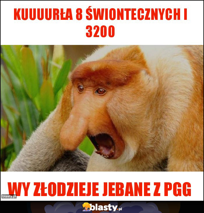 kuuuurła 8 świontecznych i 3200 kuuuurła 8 świontecznych i 3200