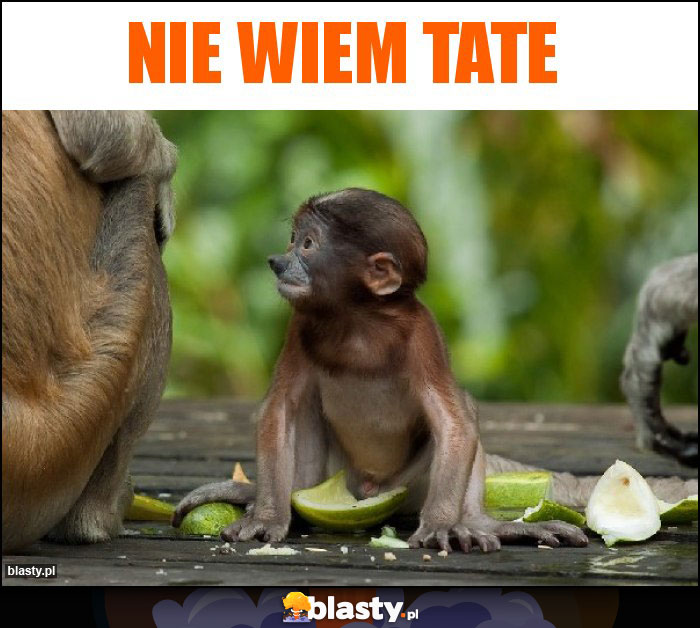 Nie wiem tate Nie wiem tate