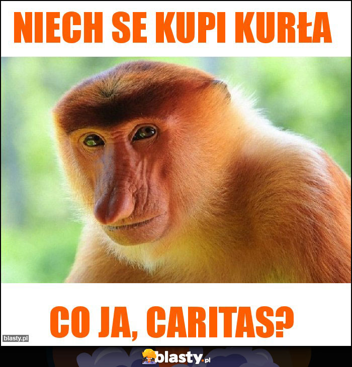 Niech se kupi kurła Niech se kupi kurła