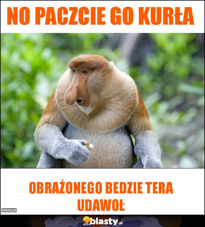No paczcie go kurła No paczcie go kurła