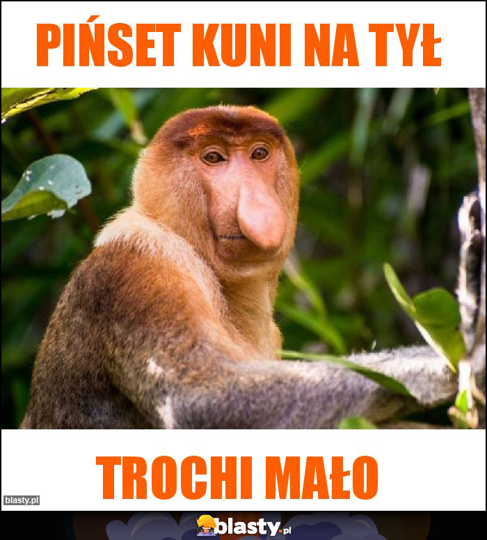 Pińset kuni na tył Pińset kuni na tył