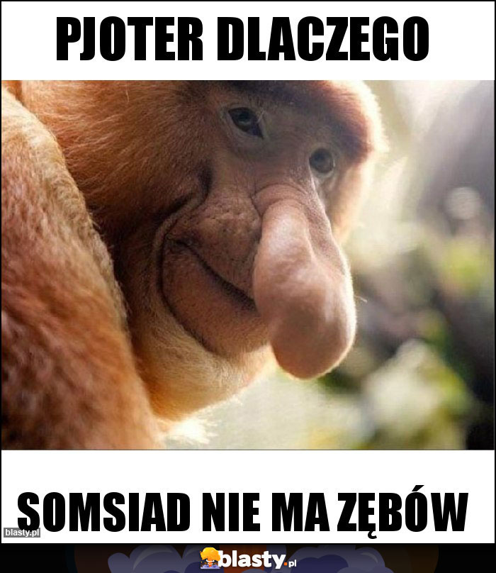 Pjoter dlaczego Pjoter dlaczego