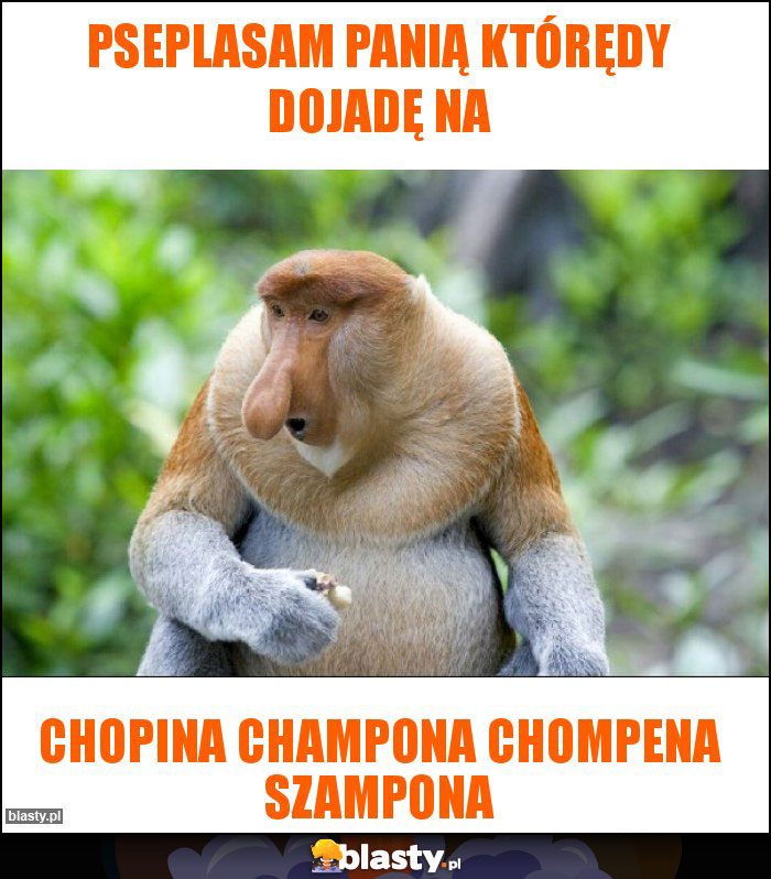 Pseplasam Panią którędy dojadę na Pseplasam Panią którędy dojadę na