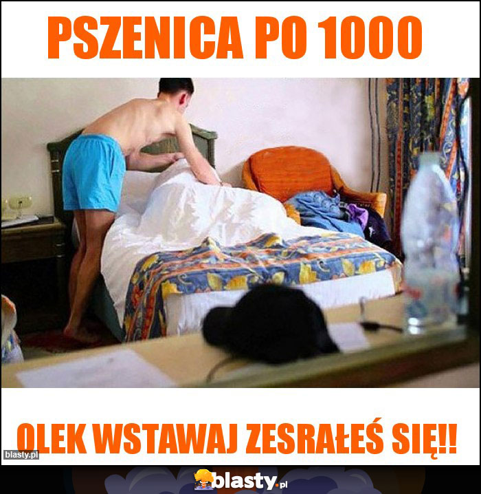 Pszenica po 1000 Pszenica po 1000