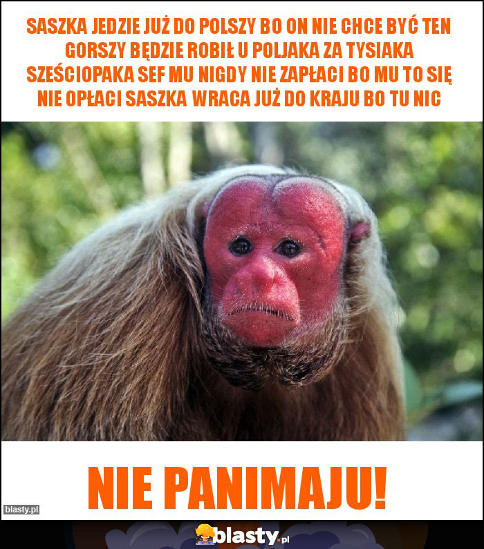 Saszka jedzie już do polszy bo on nie chce być ten gorszy będzie robił u Poljaka za tysiaka sześciopaka sef mu nigdy nie zapłaci bo mu to się nie opłaci saszka wraca już do kraju bo tu nic Saszka jedzie już do polszy bo on nie chce być ten gorszy będzie robił u Poljaka za tysiaka sześciopaka sef mu nigdy nie zapłaci bo mu to się nie opłaci saszka wraca już do kraju bo tu nic