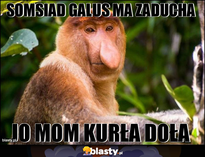 Somsiad Galus ma Zaducha Somsiad Galus ma Zaducha