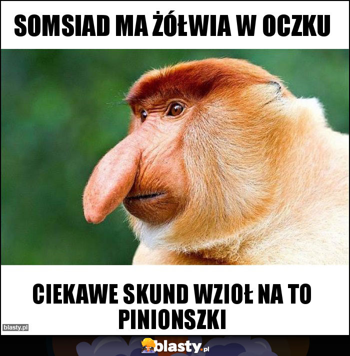 Somsiad ma żółwia w oczku Somsiad ma żółwia w oczku