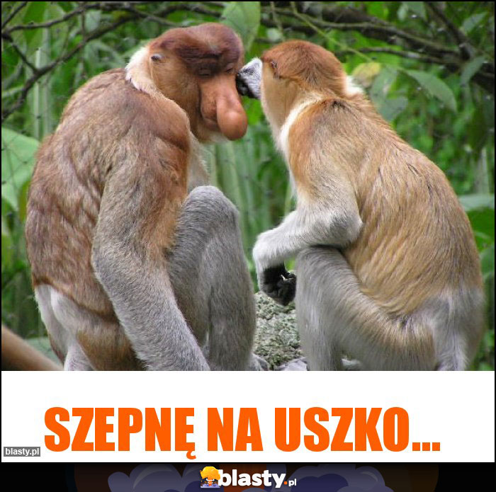 Szepnę na uszko... Szepnę na uszko...