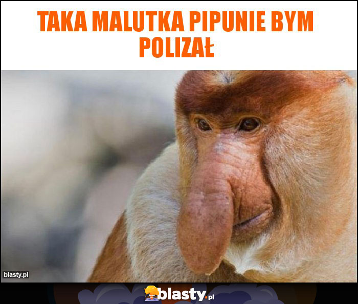 Taka malutka pipunie bym polizał Taka malutka pipunie bym polizał