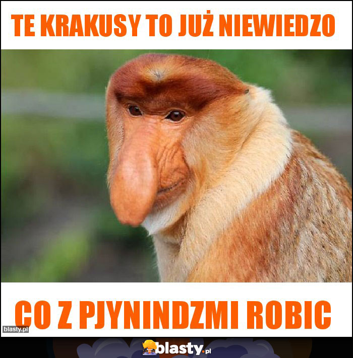 Te krakusy to już niewiedzo Te krakusy to już niewiedzo