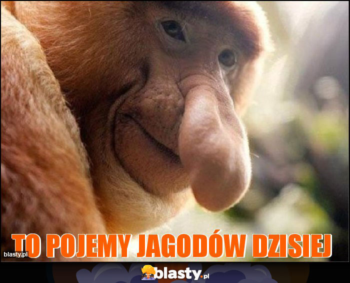 TO POJEMY JAGODÓW DZISIEJ TO POJEMY JAGODÓW DZISIEJ