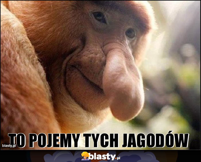 TO POJEMY TYCH JAGODÓW TO POJEMY TYCH JAGODÓW