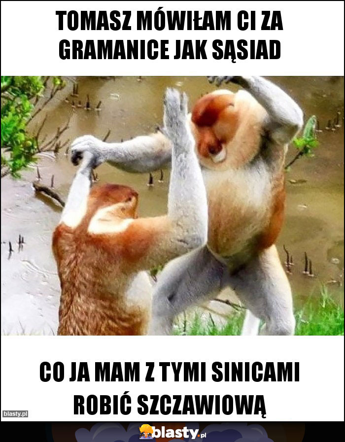 Tomasz mówiłam ci za gramanice jak sąsiad Tomasz mówiłam ci za gramanice jak sąsiad