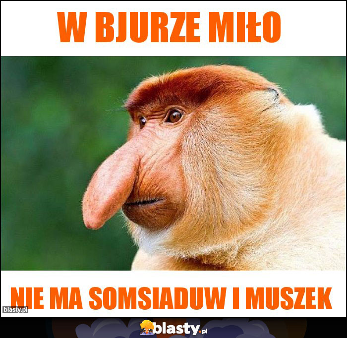 w bjurze miło w bjurze miło